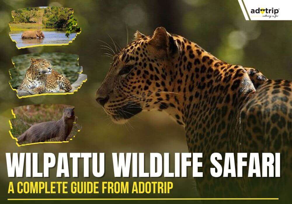 Wilpattu Wildlife Safari